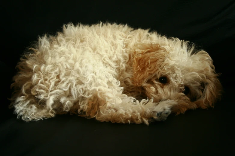 a cute little dog with fluffy white fur on a black background