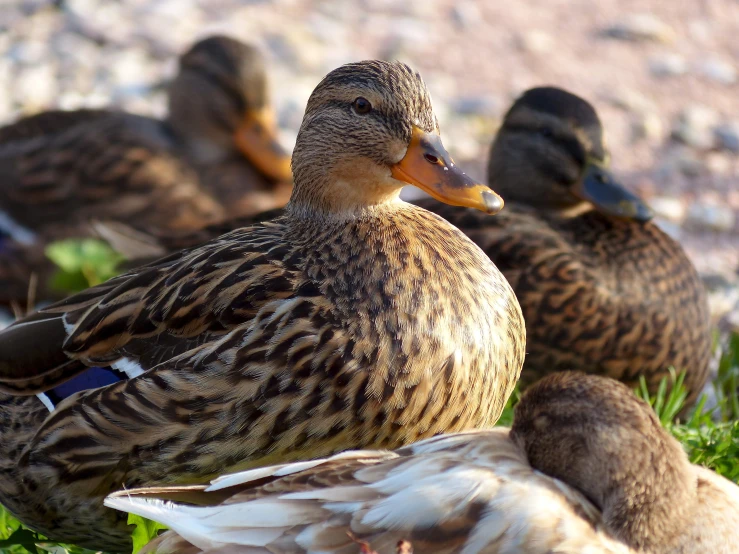 a flock of ducks floating across a grass covered field