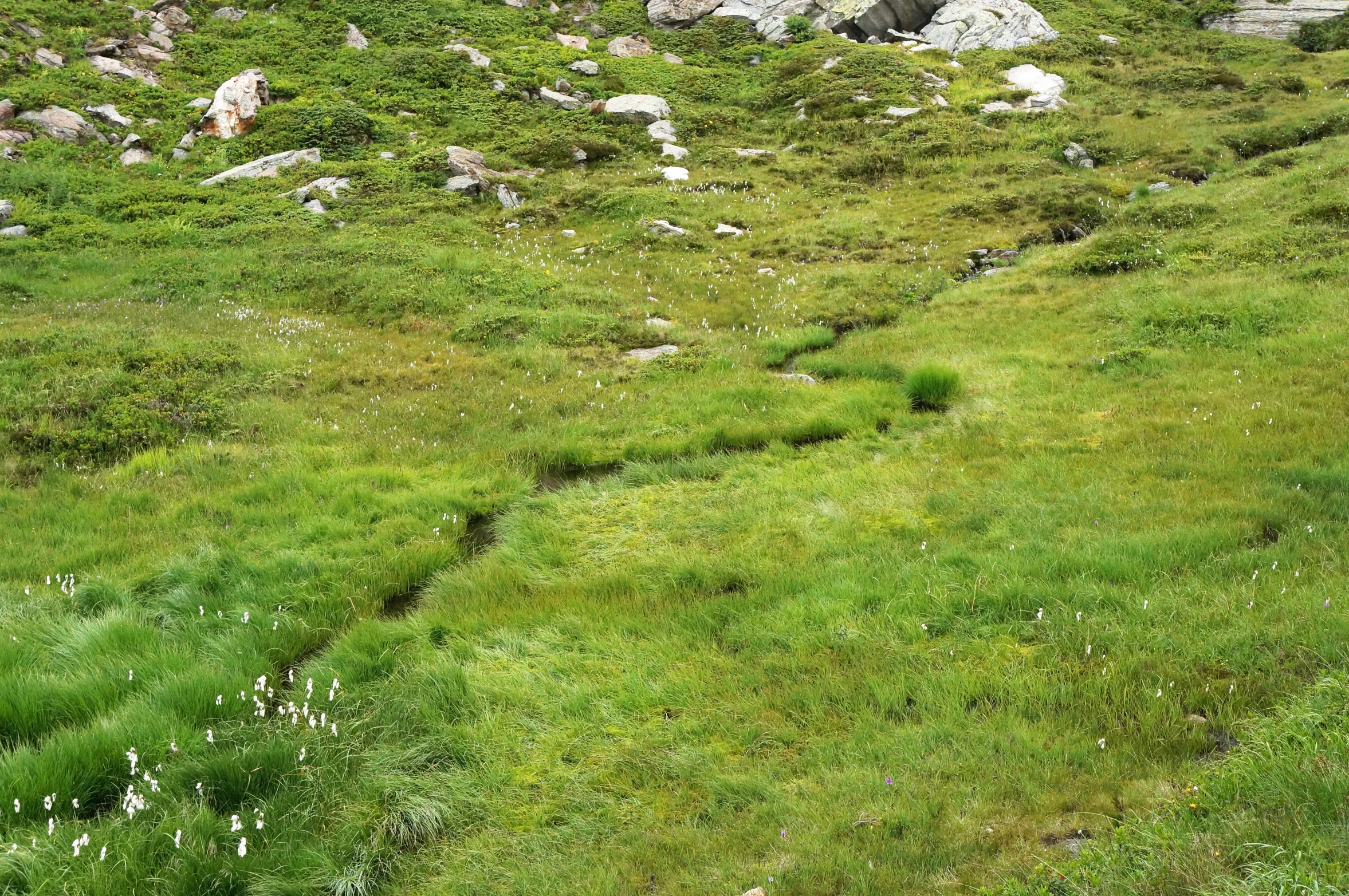 a black and white sheep standing in the green grass