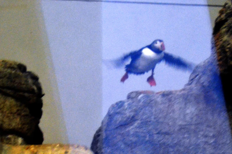 a seagull flies toward the camera on a rock