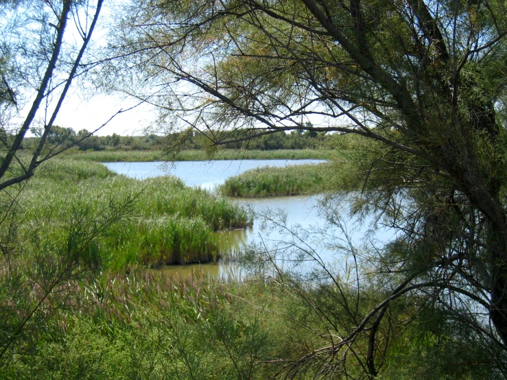 some water bushes and trees and some grass