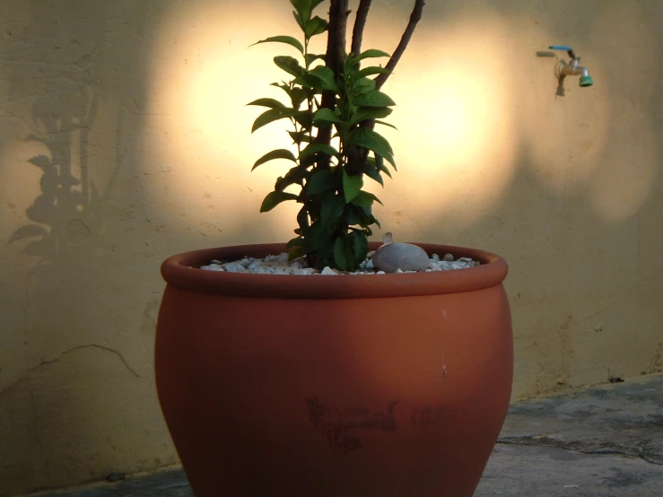 a red planter in the sunlight with its light shining from behind