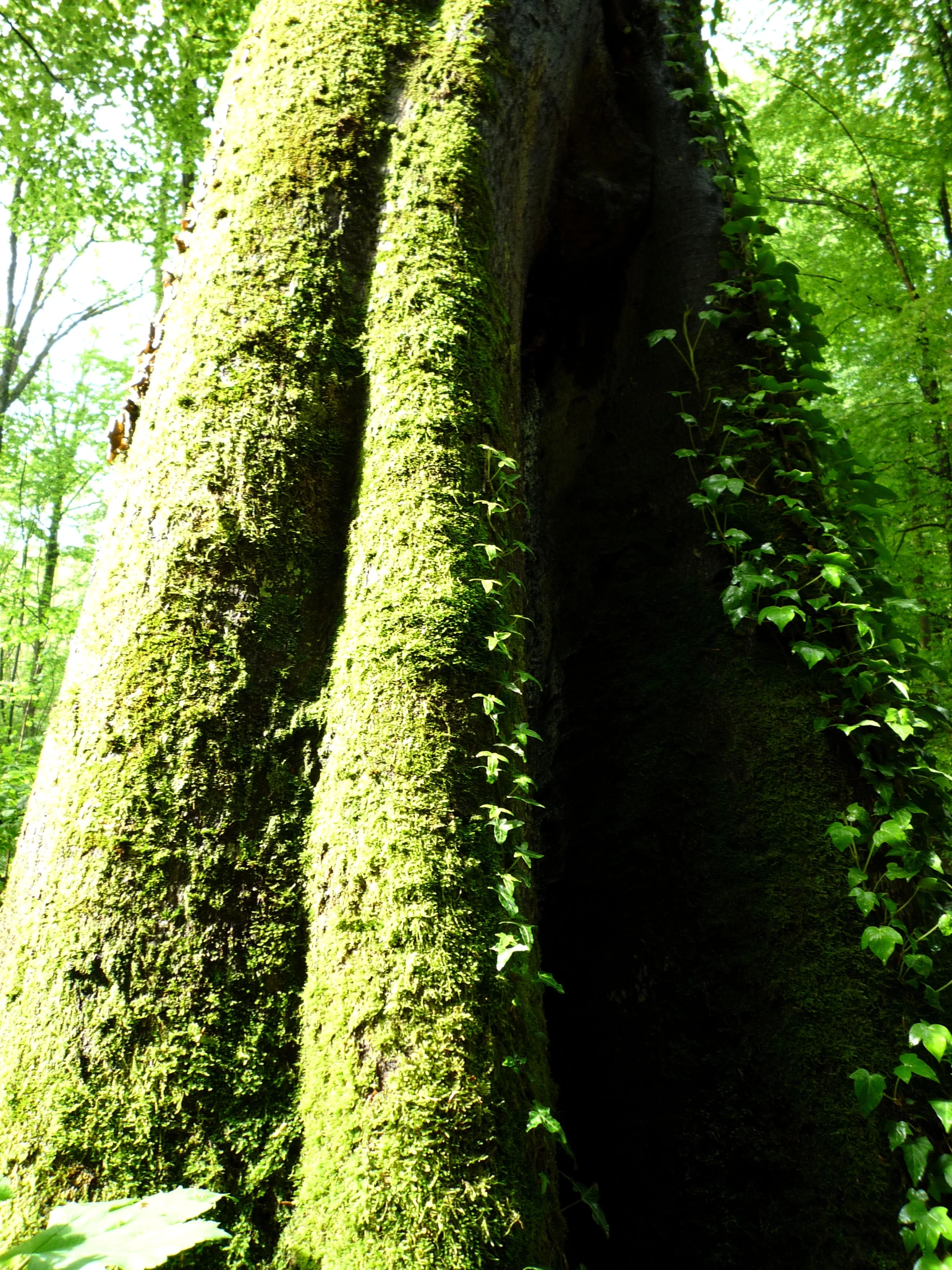 the mossy trees in the forest are covered with various plants