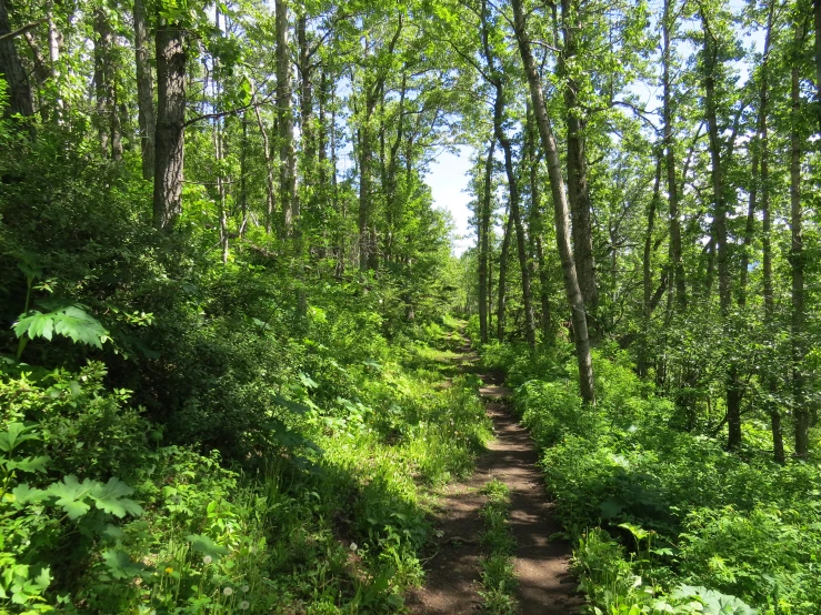 the hiking trail is surrounded by trees and green plants