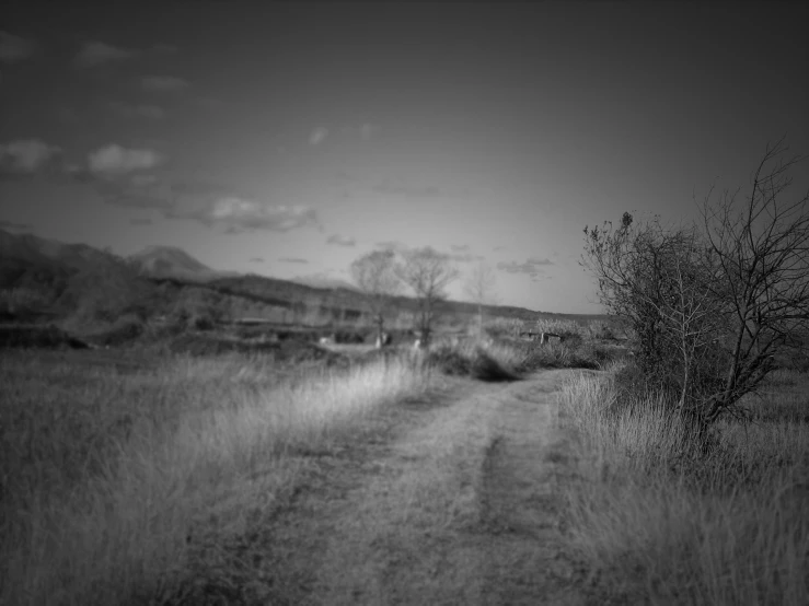 a dirt path winds through the wilderness with dry grass and trees