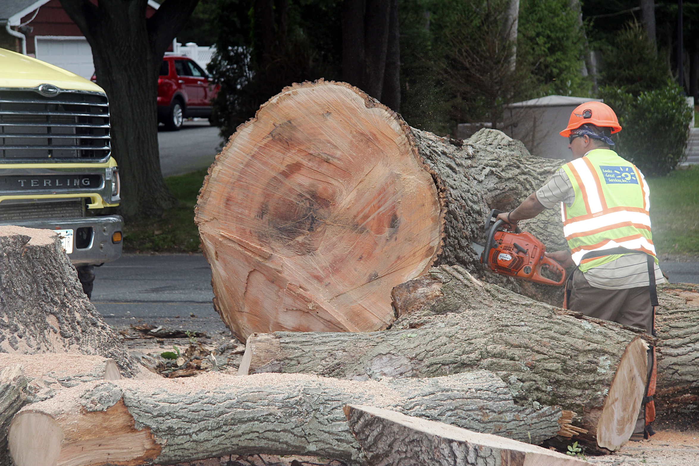 an employee with a chainsaw near a large tree