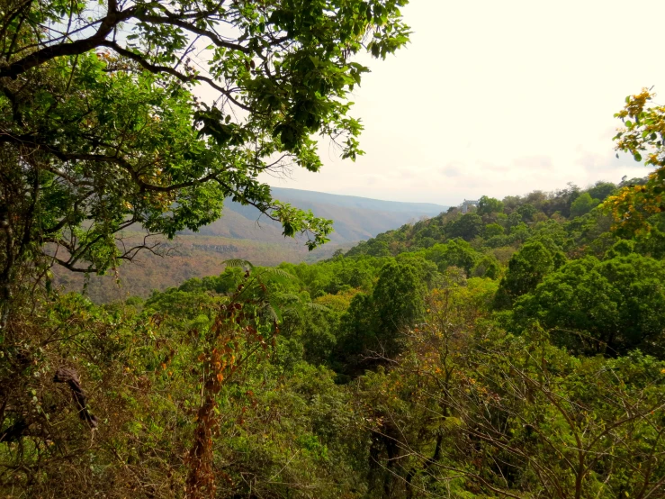 looking over trees to the landscape of a forested area
