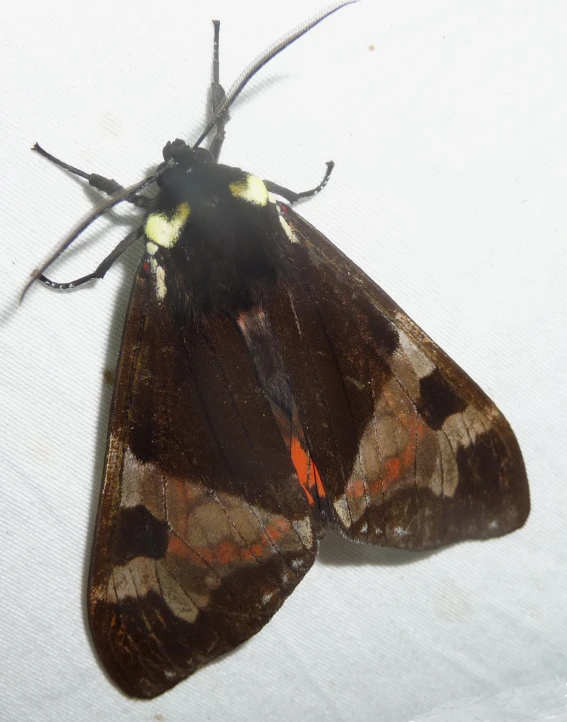 the large brown moth is sitting on the edge of a paper towel