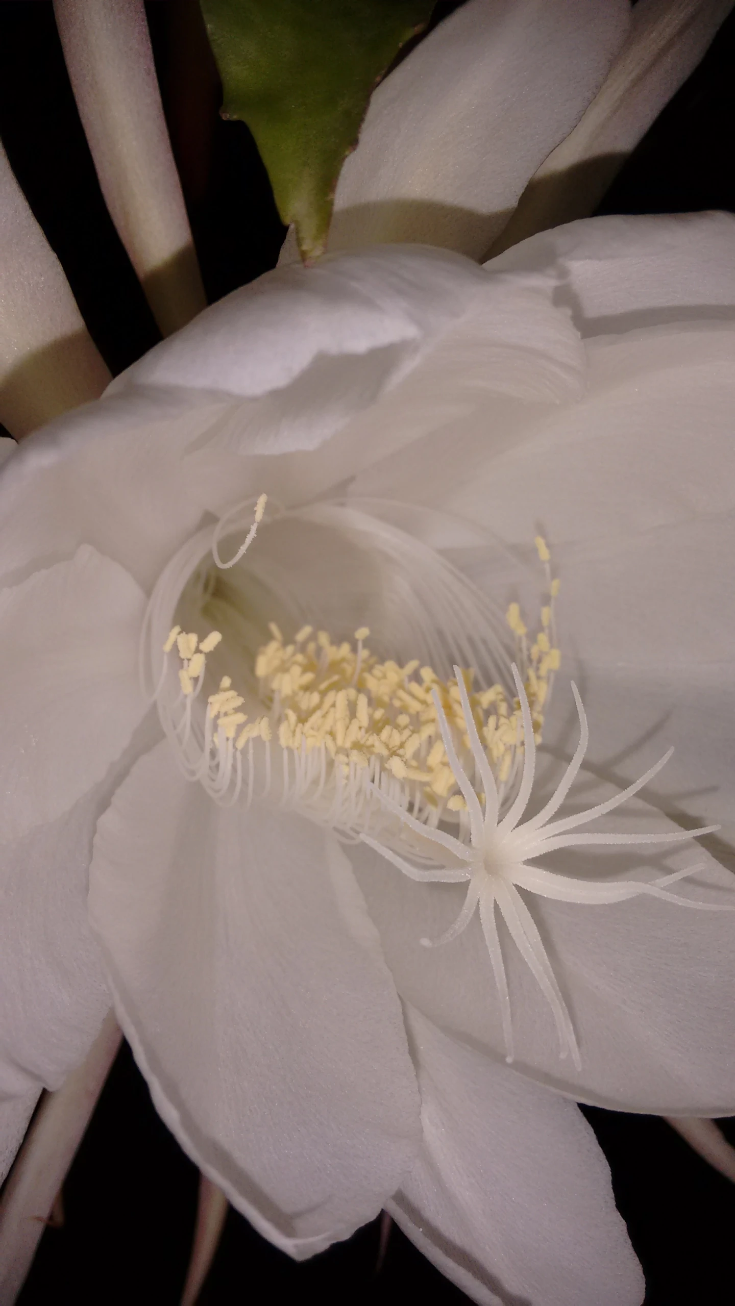 a large white flower with a dark background