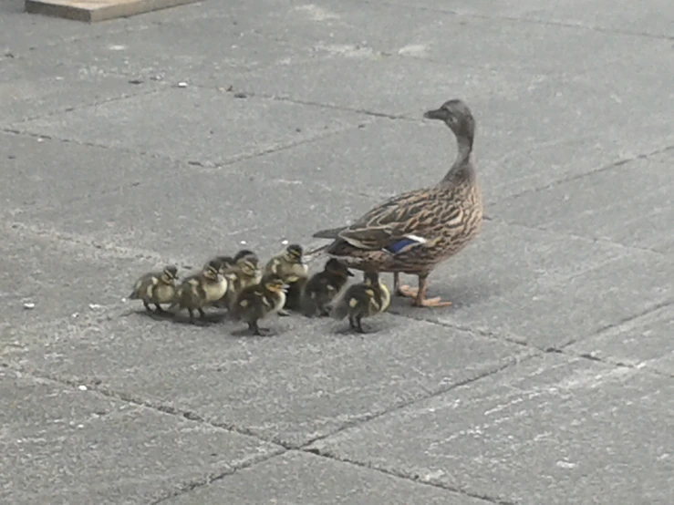 a duck with its babies in the middle of the street