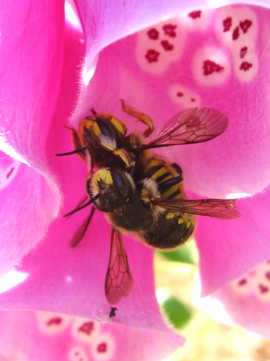 two bees sit on a pink flower close to each other