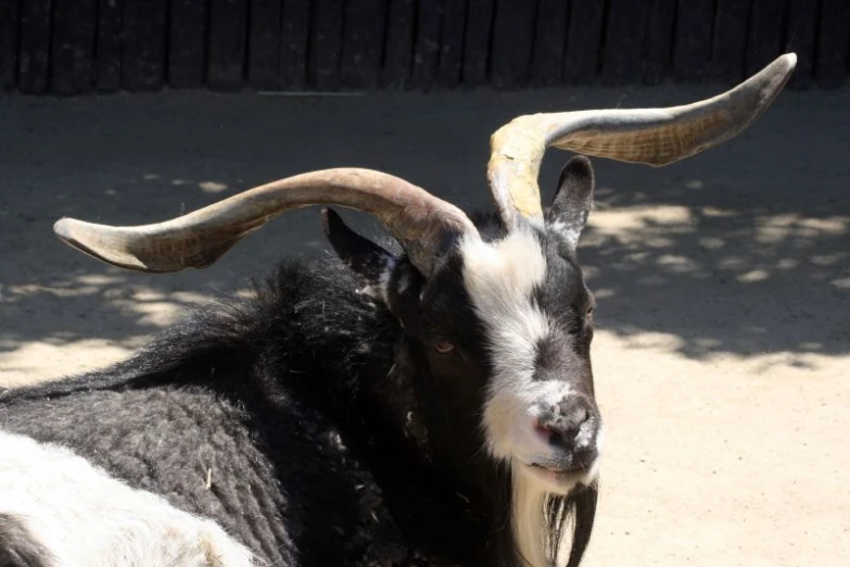 an animal with big horns sitting in the dirt