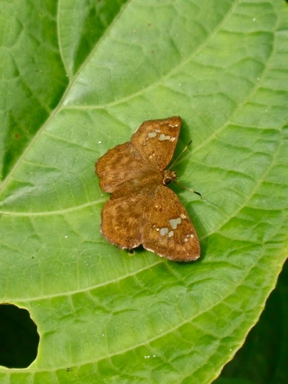 a brown and white moth sitting on top of a leaf