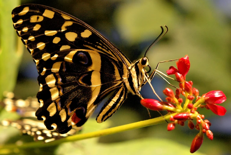 a large erfly sits on a red flower