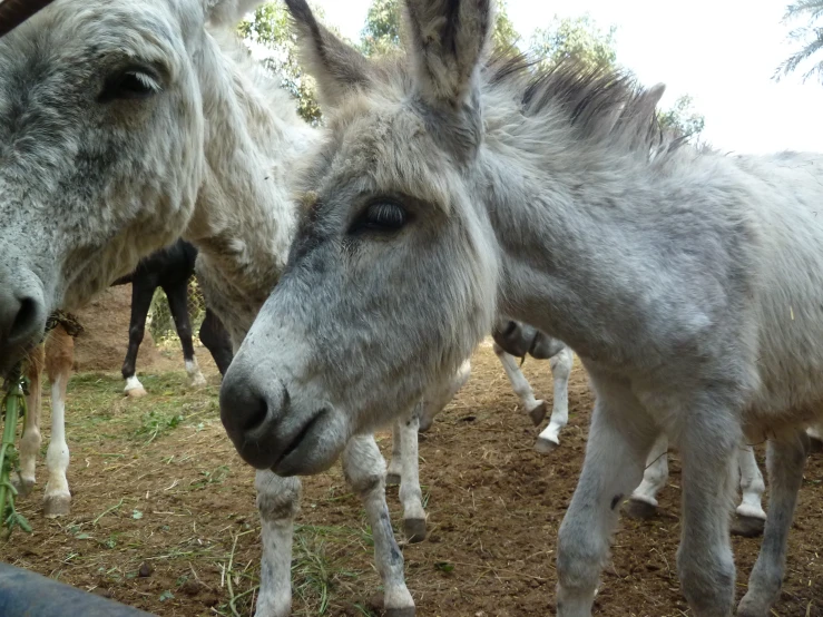 three donkeys in an enclosure with hay in their mouths