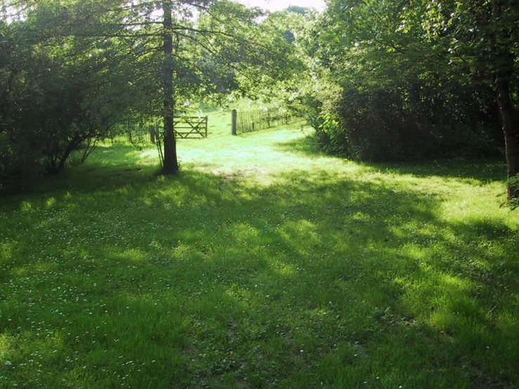 a small forest sits in the background with a bench on the grass