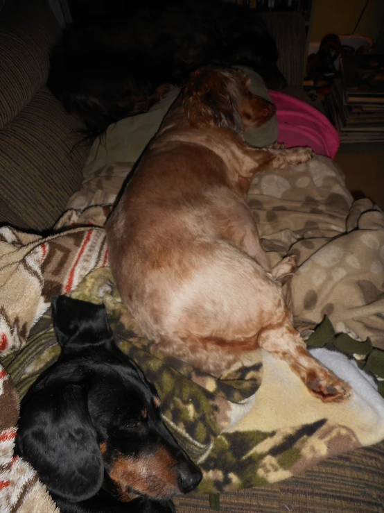 three dogs laying on blankets on a couch