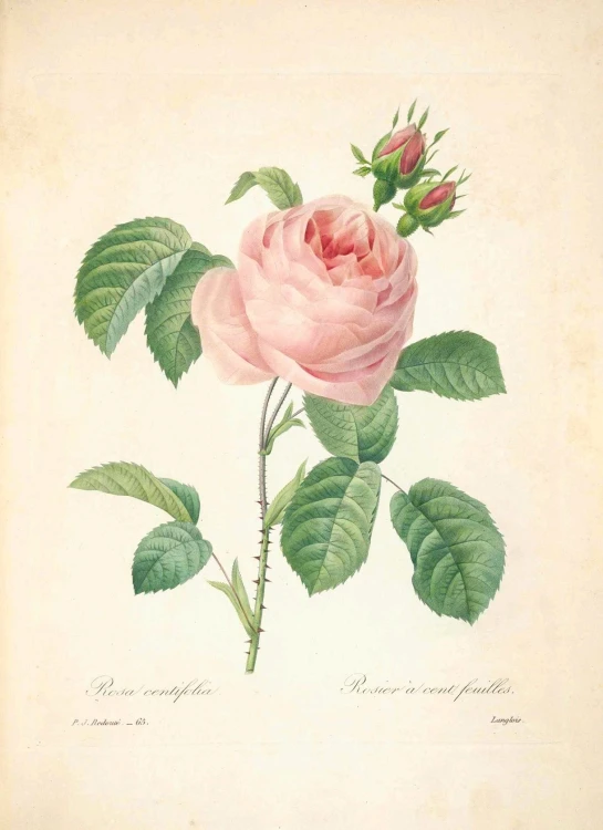 a pink rose is shown with green leaves