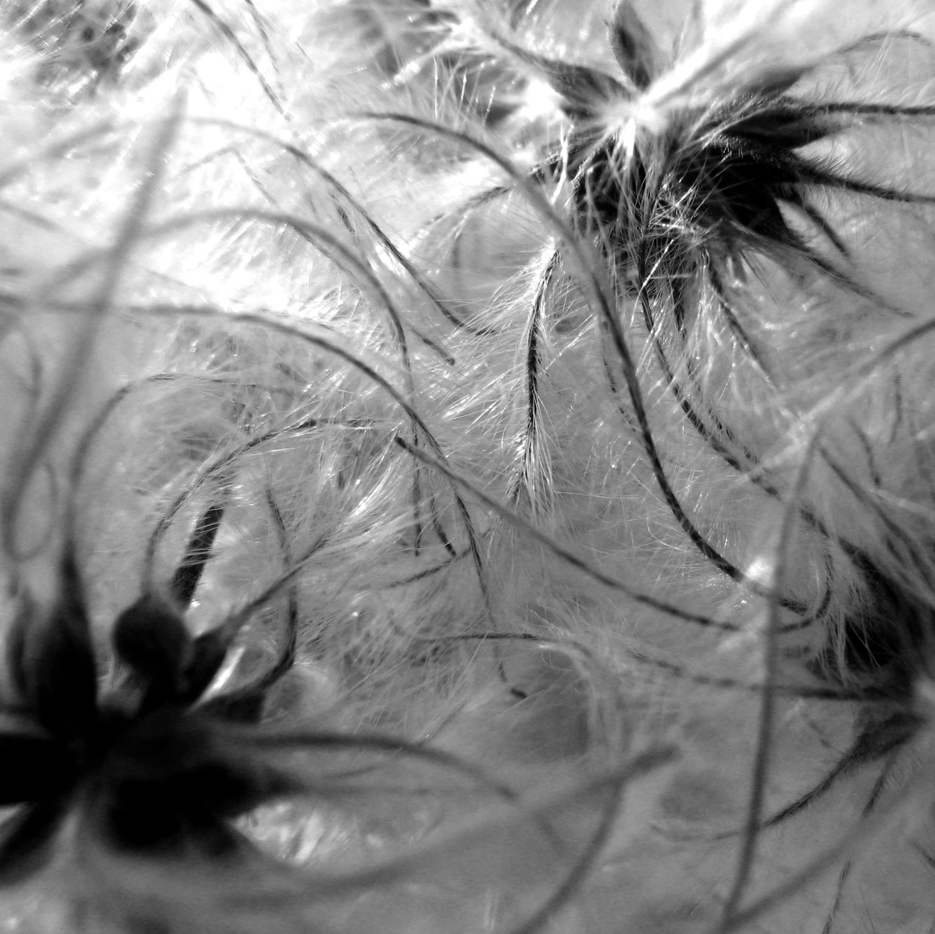 a black and white po of some white feathers