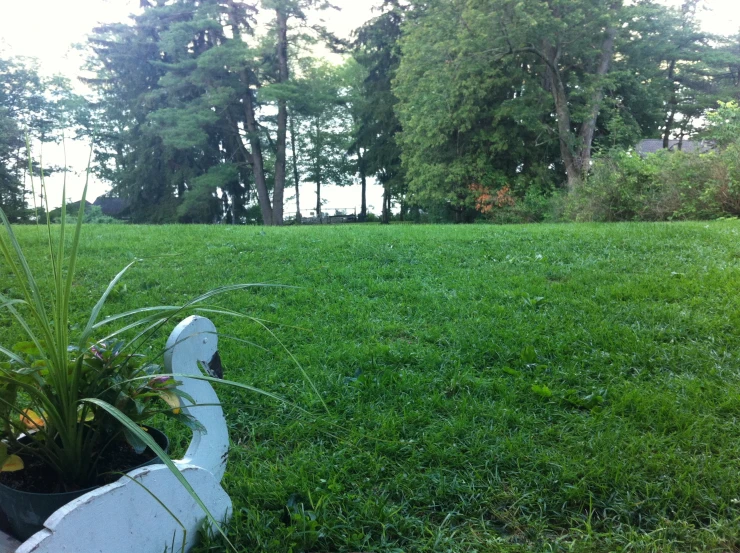 a white toilet is in the middle of some green grass