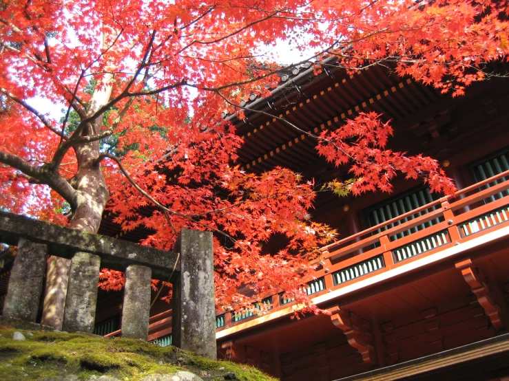 this is the red leaves of a tree in front of a wooden structure