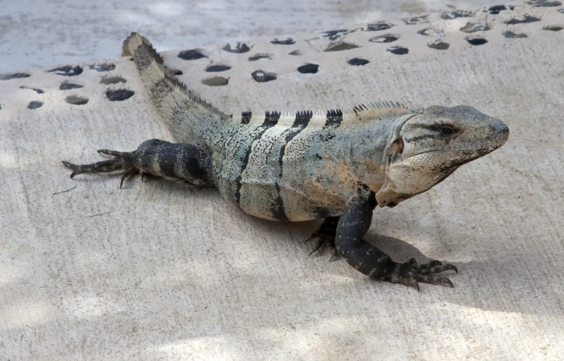 a lizard sits on the beach with paw prints on it