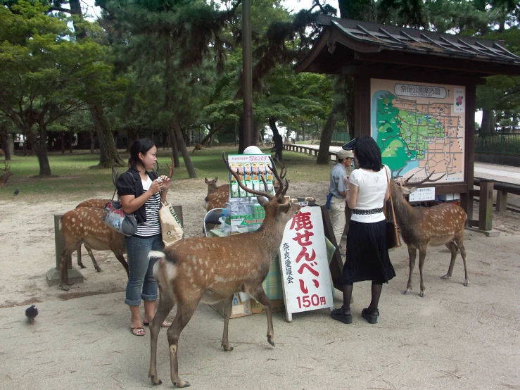 two women stand with a lot of deer