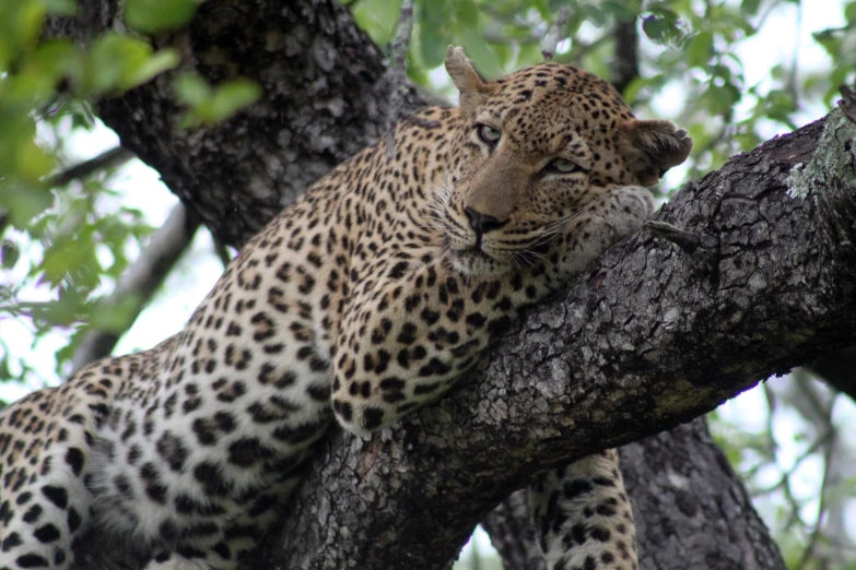 a leopard in the woods with its head on a tree nch