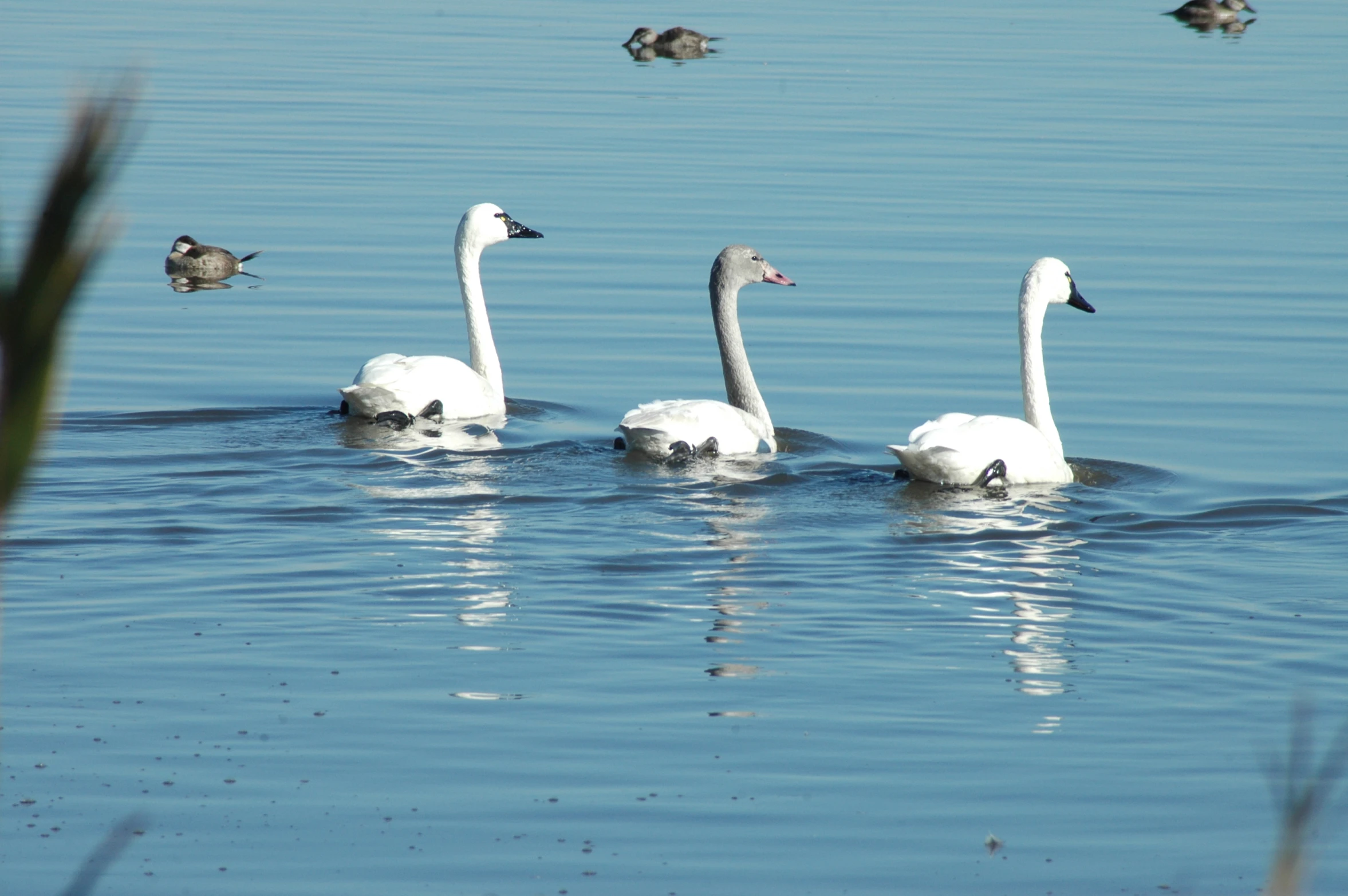 swans swimming in the water with birds floating