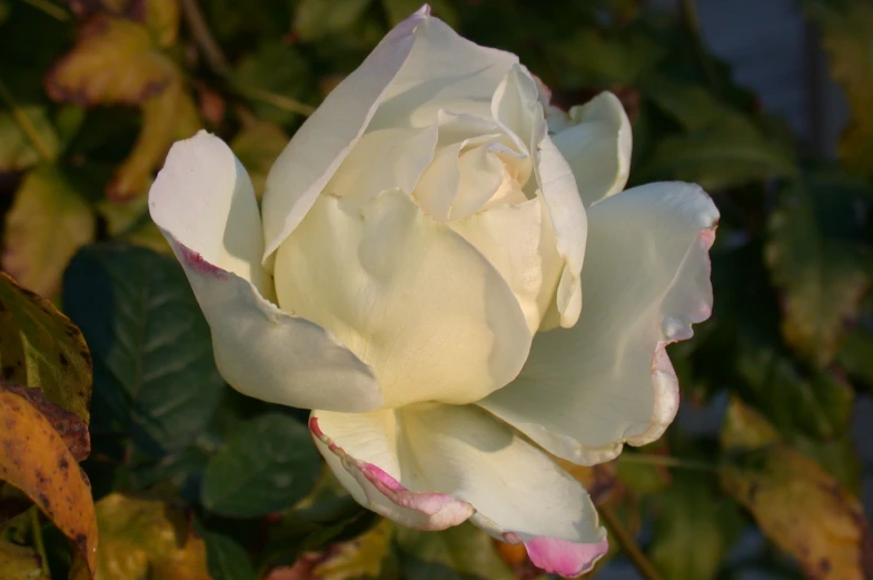 closeup of a blooming white rose in full bloom