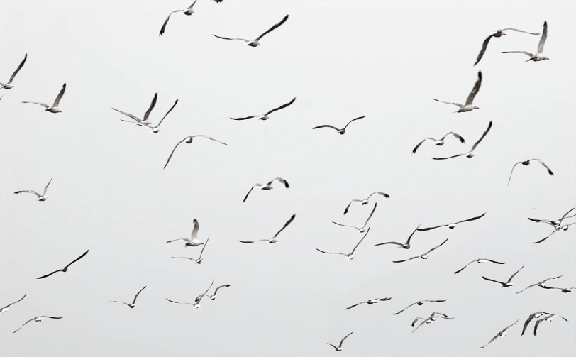 several birds are flying through a white sky