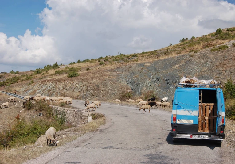 several animals walking on the side of a road