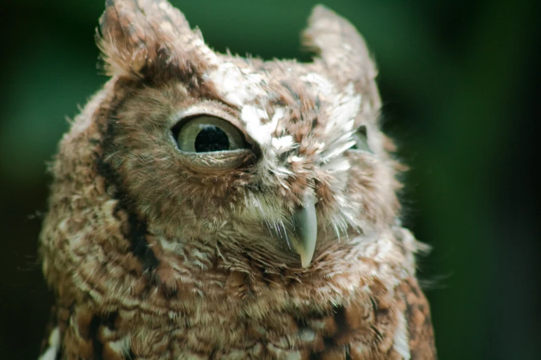 an image of an owl that has eyes wide open