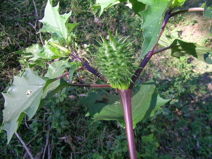 a green tree with leaves and flowers