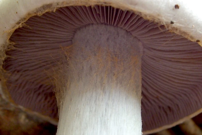 the underside of a mushroom with brown spots