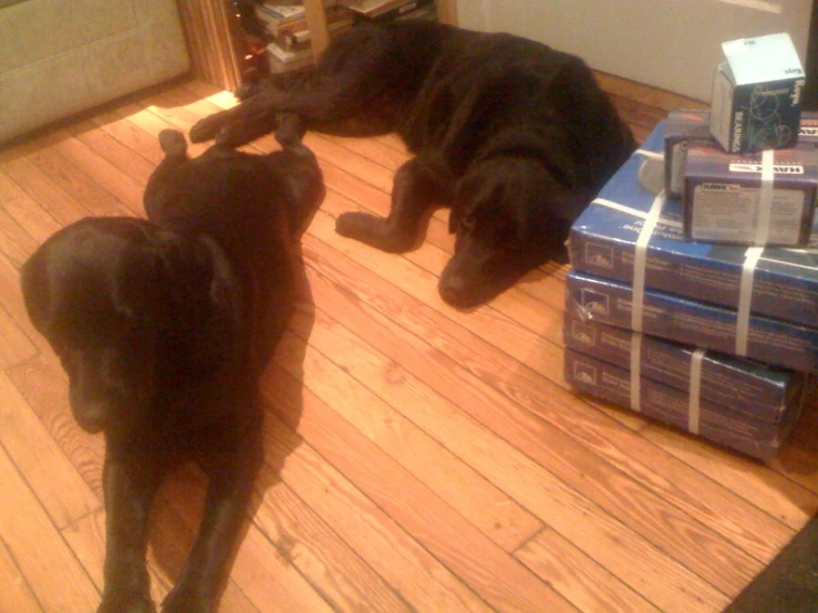 a couple of dogs are laying on the floor