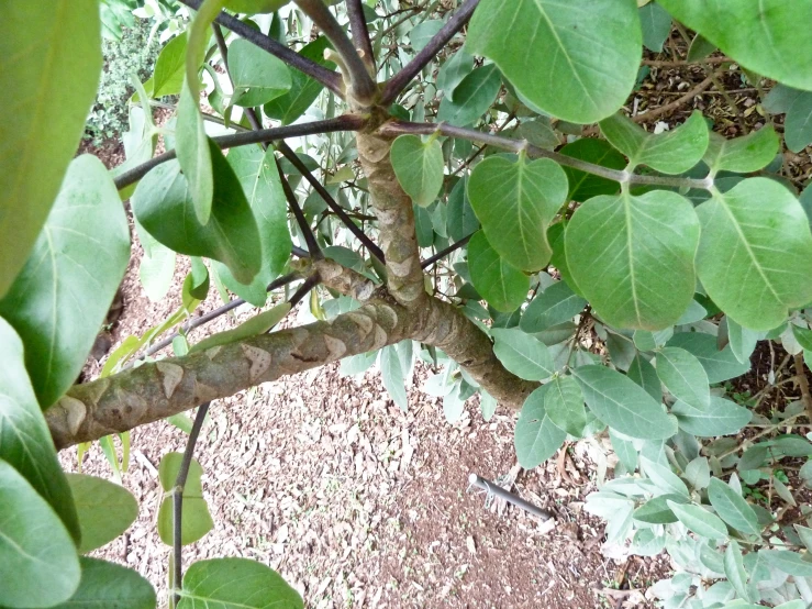 a green plant with long thin leaves is in the background