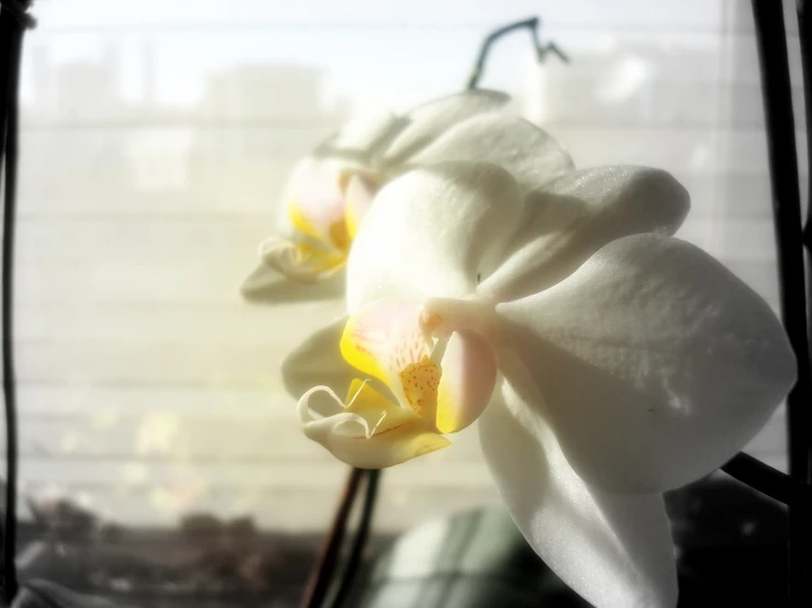 the small flowers in the bouquet are white