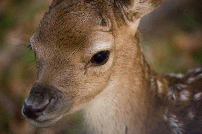 a deer standing next to the grass with lots of flowers