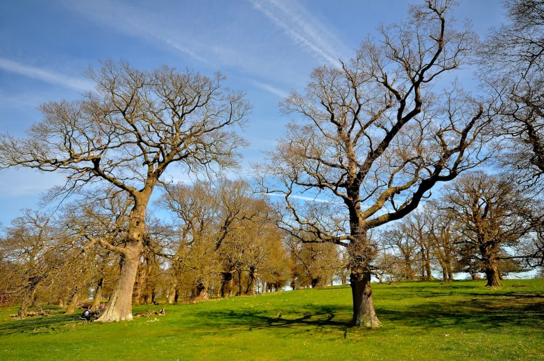 three trees that are in the grass