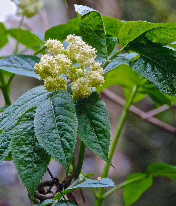 small yellow flowers with green leaves on the tree