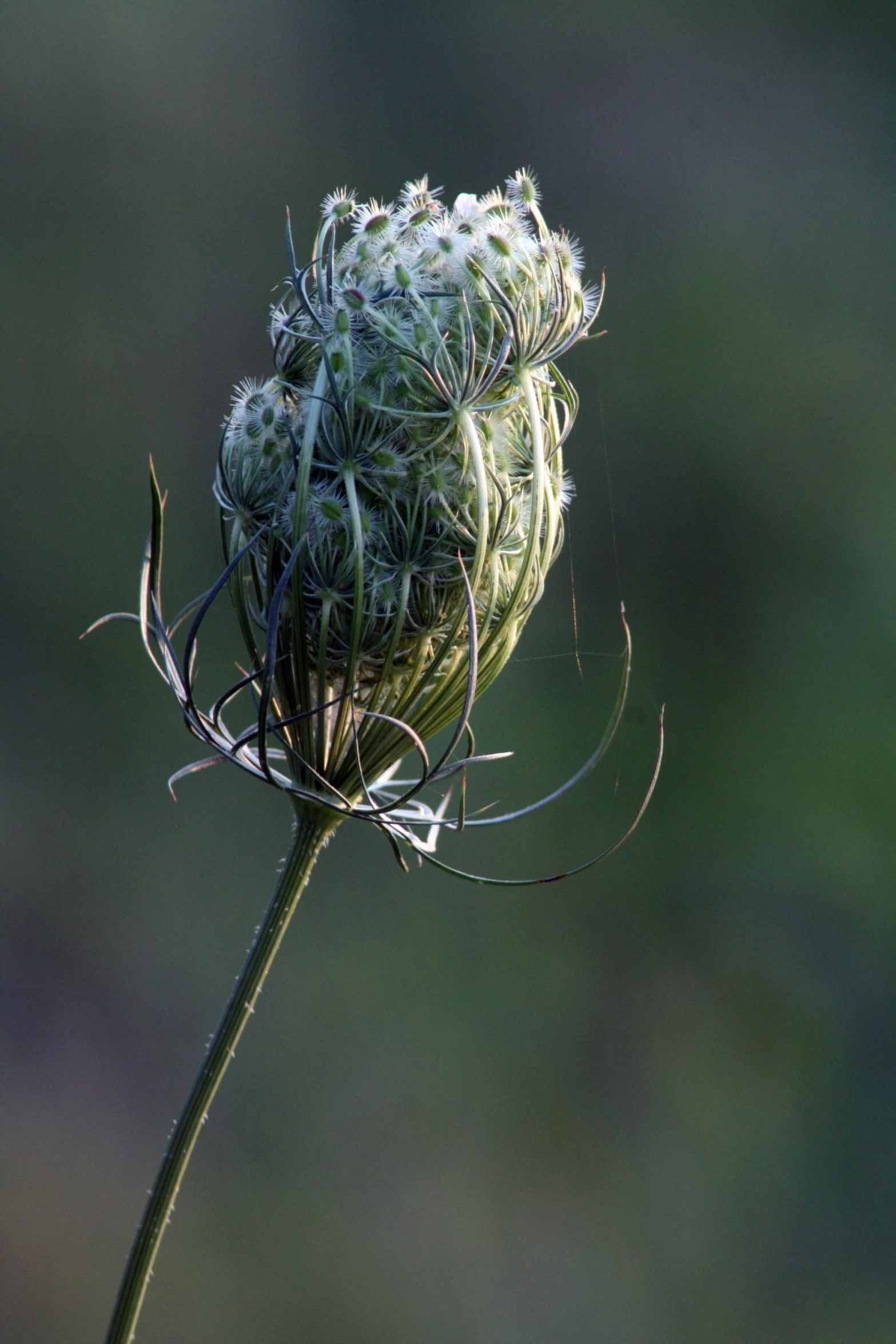 a close up of a cactus in mid air