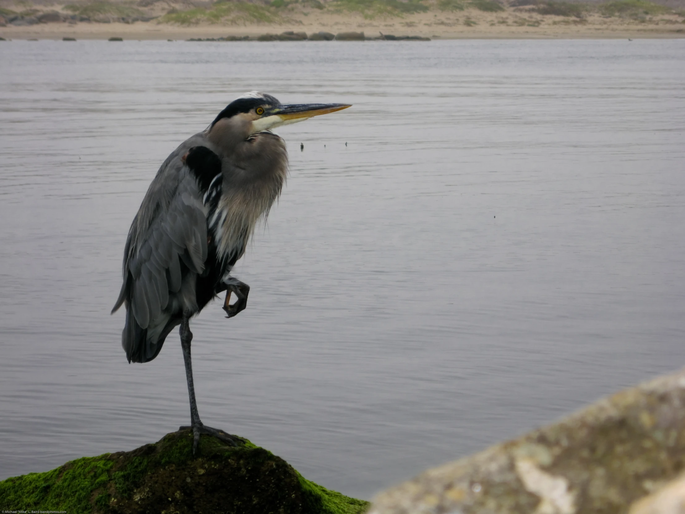 the bird is standing on the moss covered rock near the water