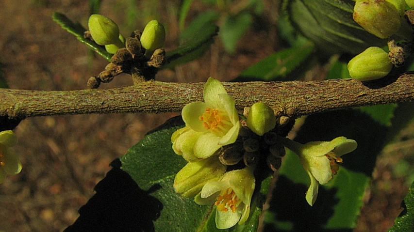 a close up of a plant with some small flowers
