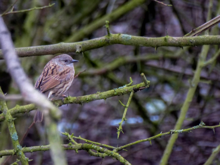 a little bird sitting on top of a tree nch