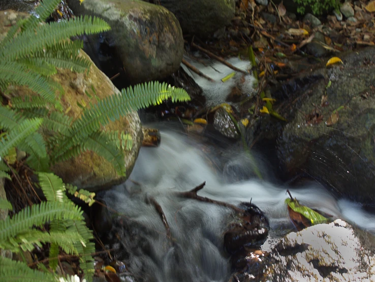 small stream of water surrounded by moss and rocks