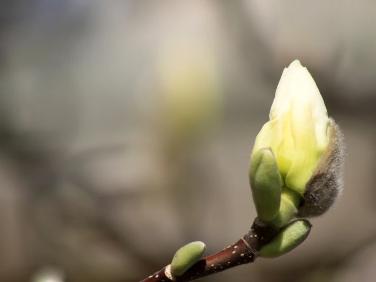 close up of a small nch with some flowers