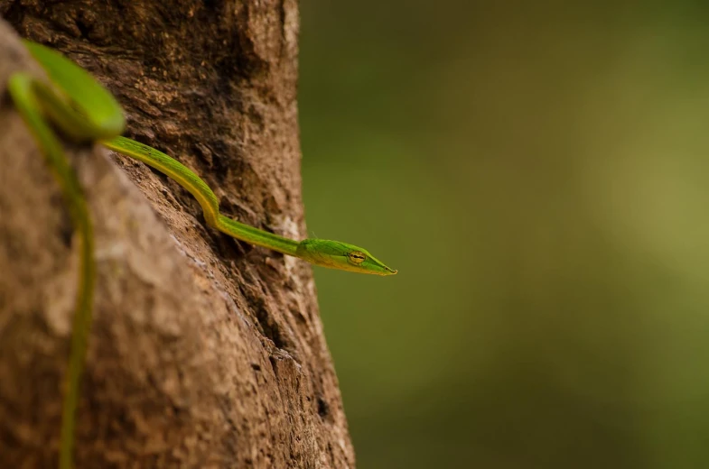 an image of an alligator on a tree