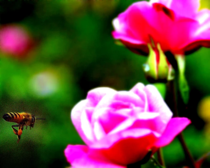 bee on the middle of pink flowers in a green garden