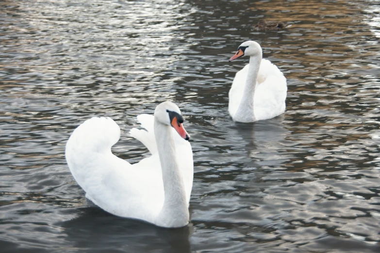 two white swans are on a lake facing the camera